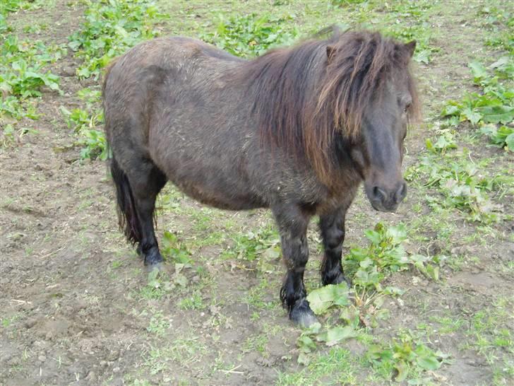 Shetlænder Mimmi - SMIL!!.., billede 14