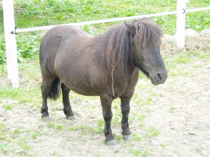 Shetlænder Mimmi - Sådan der.., ;b billede 15