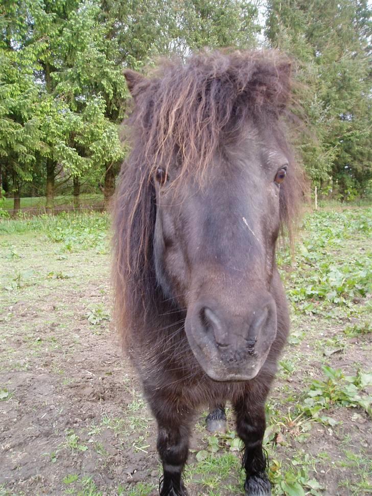 Shetlænder Mimmi - Mimmi: Hva laver du?? billede 16