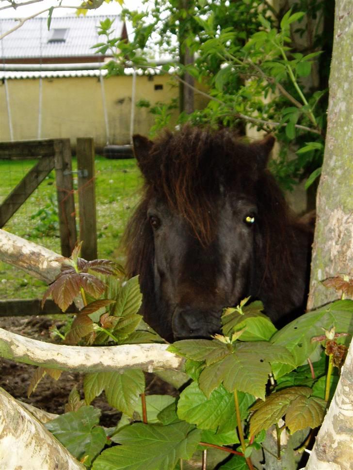 Shetlænder Mimmi - Mmm.., Blade,, ;b billede 17