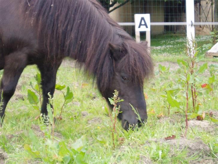Shetlænder Mimmi - Mmm.., Blade,, ;b billede 18