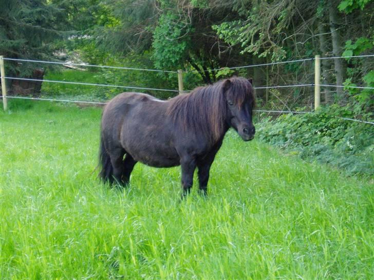 Shetlænder Mimmi - Wass?? ;) billede 19