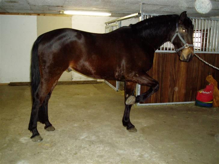 Anden særlig race Asa vav kit - Så fin.., Han tigger efter MAD!.., ;b billede 13