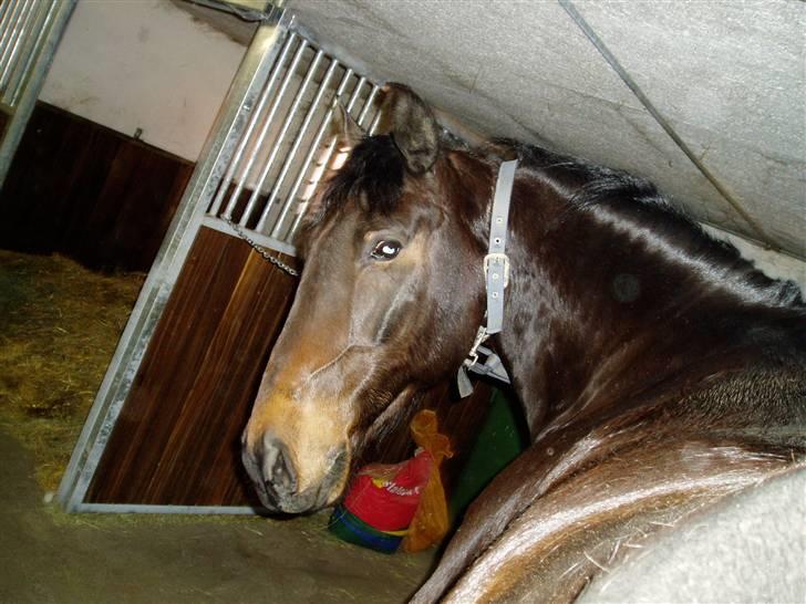 Anden særlig race Asa vav kit - Hva dæælen, laver du?? billede 14