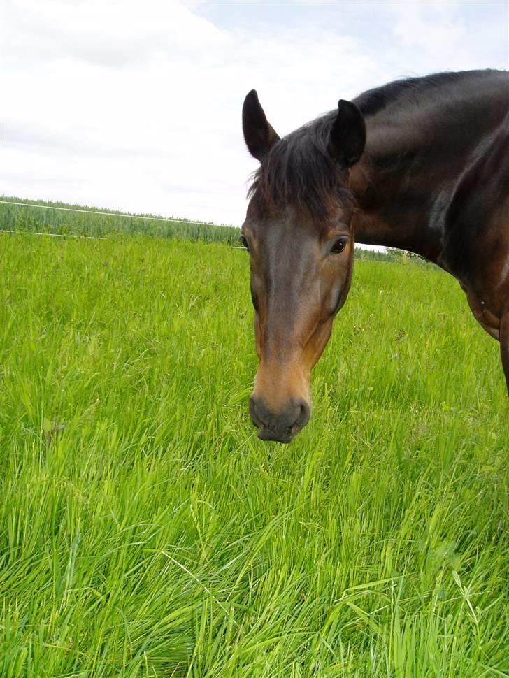 Anden særlig race Asa vav kit - Mmm.., Græs,, :D billede 16