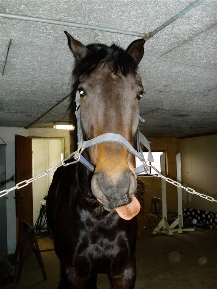 Anden særlig race Asa vav kit - Skøre hest.., ;b billede 17