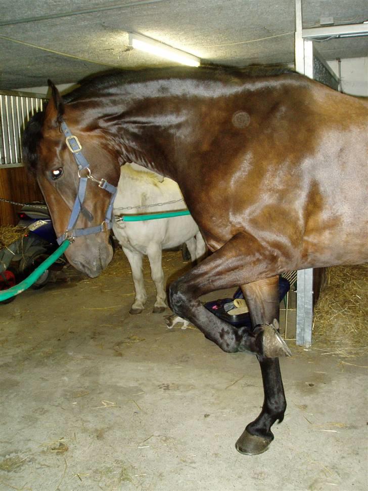 Anden særlig race Asa vav kit - Be be om.., ;b billede 18