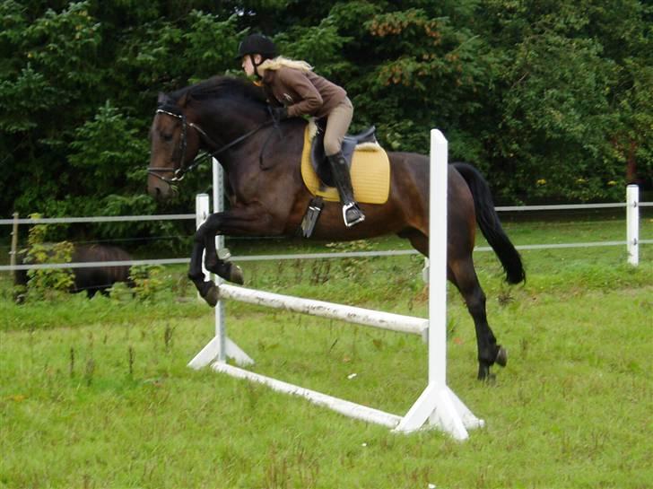 Anden særlig race Asa vav kit - Springer hjemme.., <33 billede 19