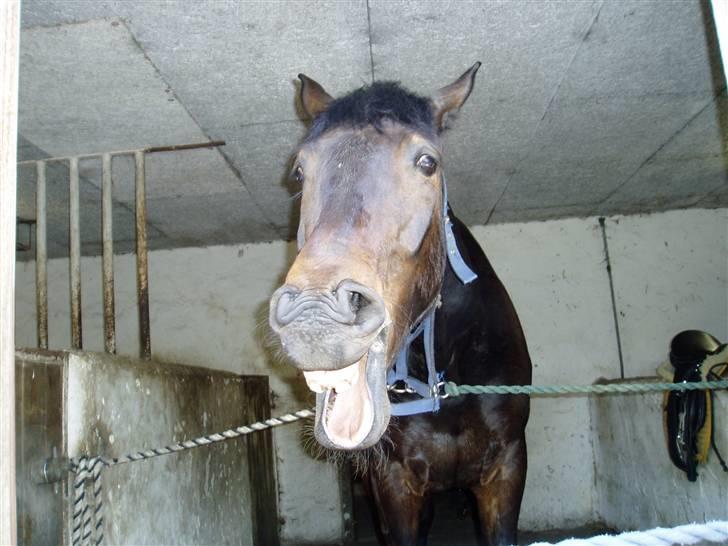 Anden særlig race Asa vav kit - Se..,^^ Han har en lille tand.., :O Han har ikk de 2 fortænder.., :b    billede 20