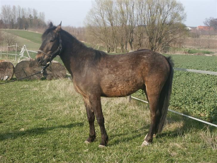 Anden særlig race 'Samson <3 (solgt) :'( - 17# Samson som lille hos sin forige ejer <3 billede 17