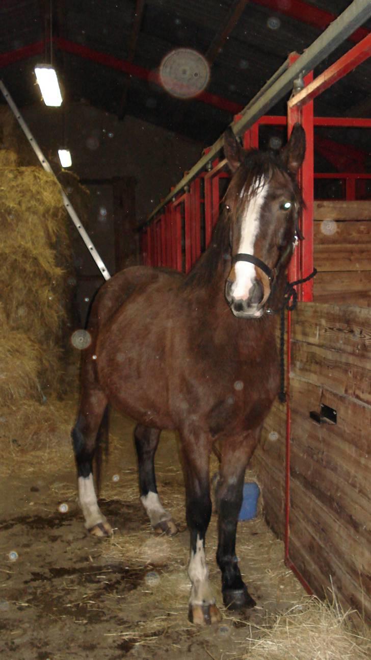 Anden særlig race kia - også fra dec. billede 9