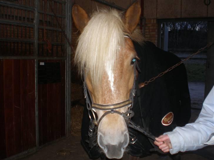 Haflinger | Luca  - Dejlig ridetur..  Foto: Stephanie billede 1