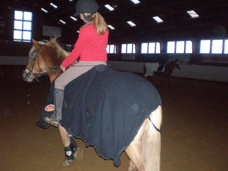 Haflinger | Luca  - Bagdel.. hehe billede 2