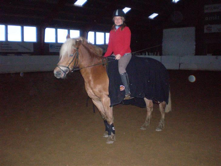 Haflinger | Luca  - Hvor er hun smuk!! <3 billede 3