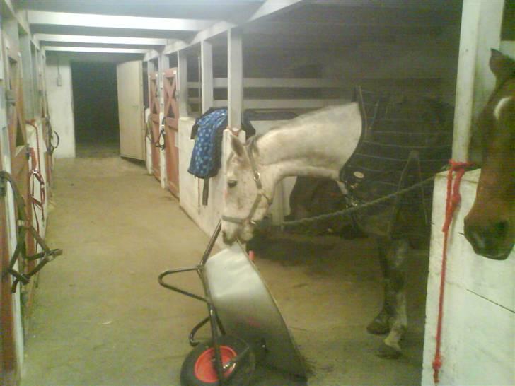 Anden særlig race Gandi - Solgt - RIP! - Pas på! Han er farlig. Her er han i gang med at fortærer en øhh.. Trillebøre ? "God dreng, jeg er sikker på den var slem !" billede 4