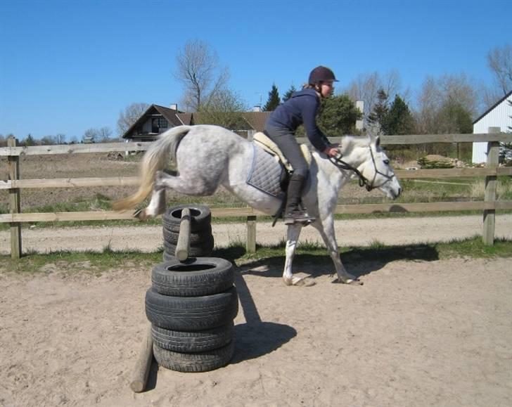 New Forest Amber - solgt :( - vi springer i rebgrime og lammeskinds sadel ;b love you baby<3 billede 10