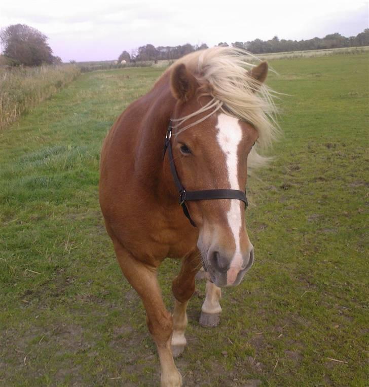 Haflinger Alf - Alf ii vesterhavsblæsten. billede 1