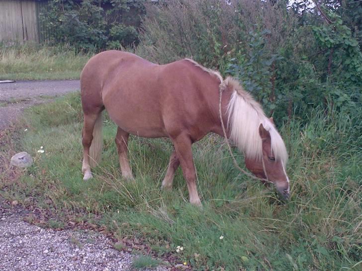 Haflinger Alf - Alf ii indianer hovedtøjet efter hyggeriding & opvisning ;D billede 2