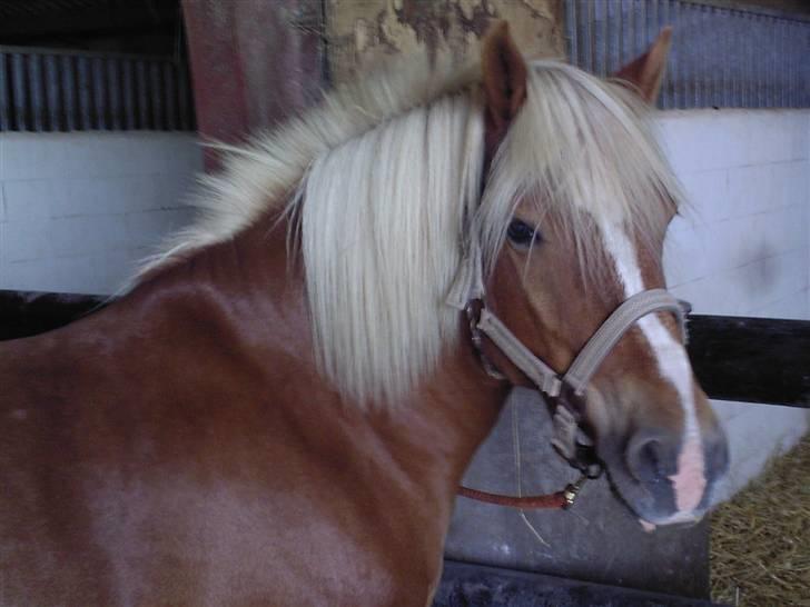 Haflinger Alf - Stor, stærk & pæn. billede 3