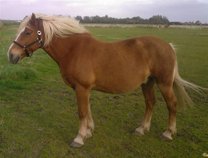 Haflinger Alf - Sikke et blæevejr! billede 4