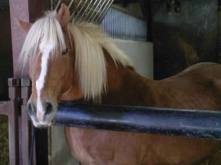 Haflinger Alf - Et lille kig ud over boksen. billede 5