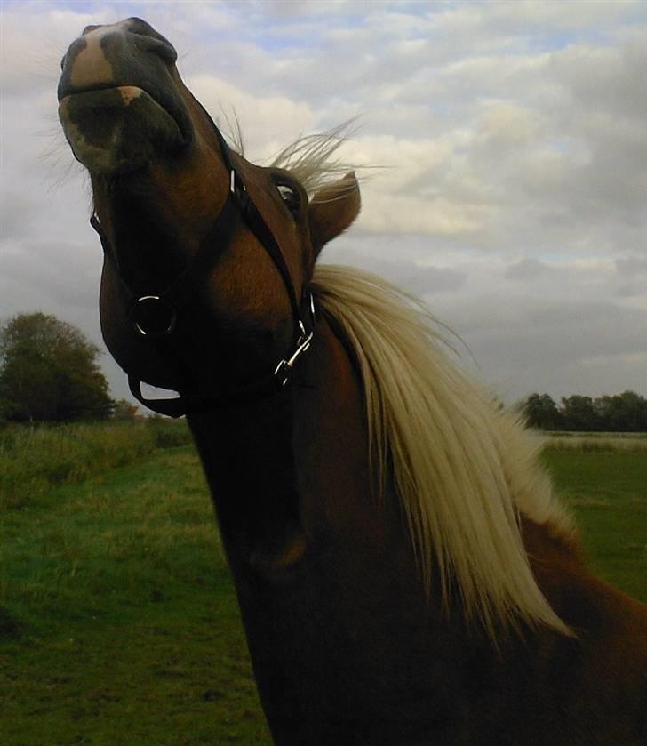 Haflinger Alf - Deeeejlgt at strække halsen. billede 6