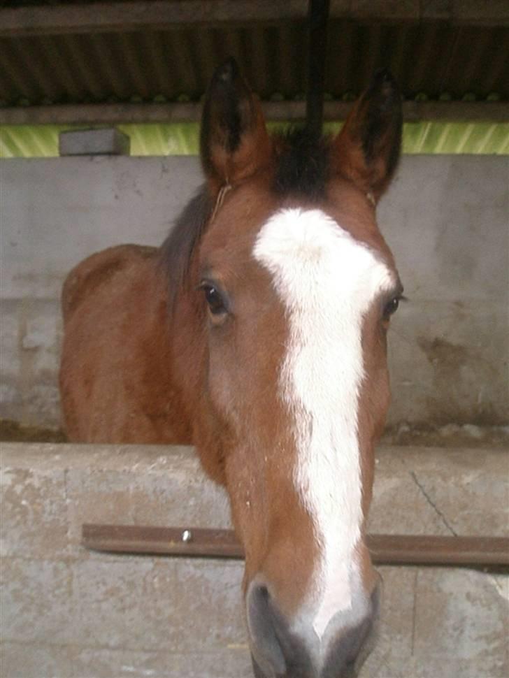 Dansk Varmblod Tequila ~SOLGT~R.I.P billede 20