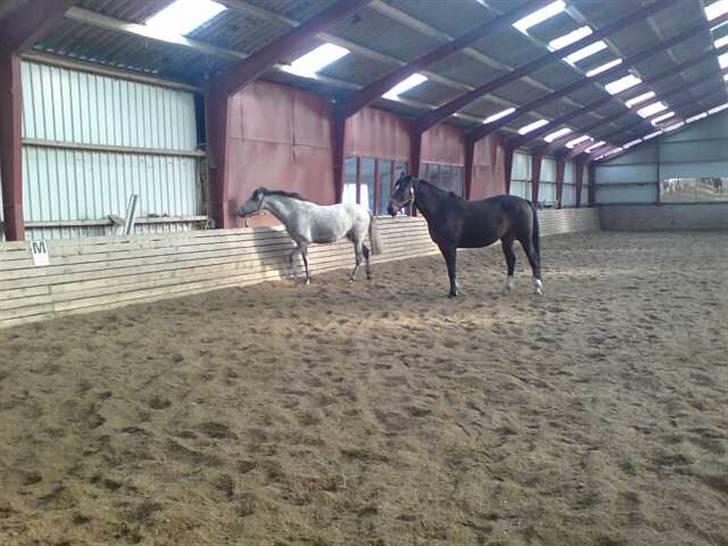 Dansk Varmblod Heslegård's Ludvig - Franqueza og Ludvig. - De er vist bare lidt "langt væk". billede 2