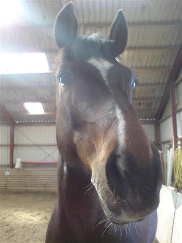 Dansk Varmblod Heslegård's Ludvig - Endnu et billede i profil. *s* billede 3