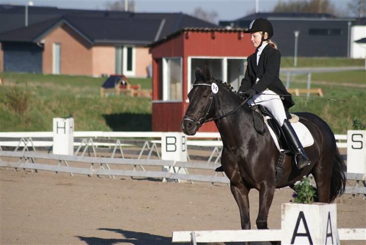 Anden særlig race Mictor<3. - •3• Laura og Mictor til deres første stævne sammen. 2. plads i LD1 billede 3