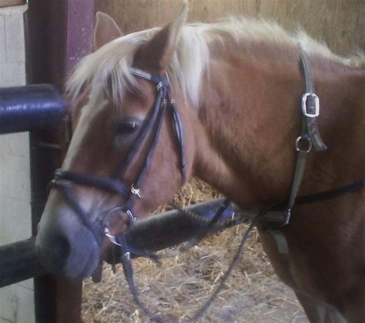 Haflinger Babette billede 1