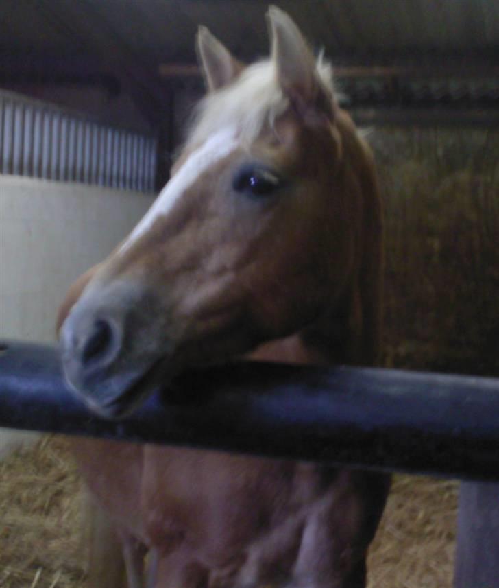 Haflinger Babette billede 2