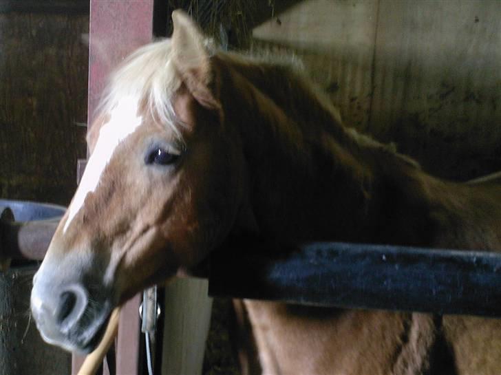 Haflinger Babette billede 3