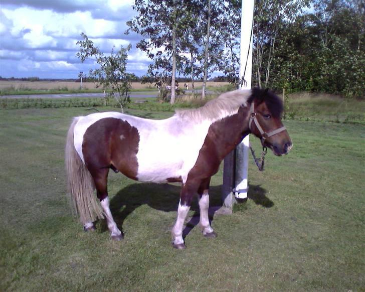 Anden særlig race Dixie R.I.P. - 2 dag vi har Dixie billede 2