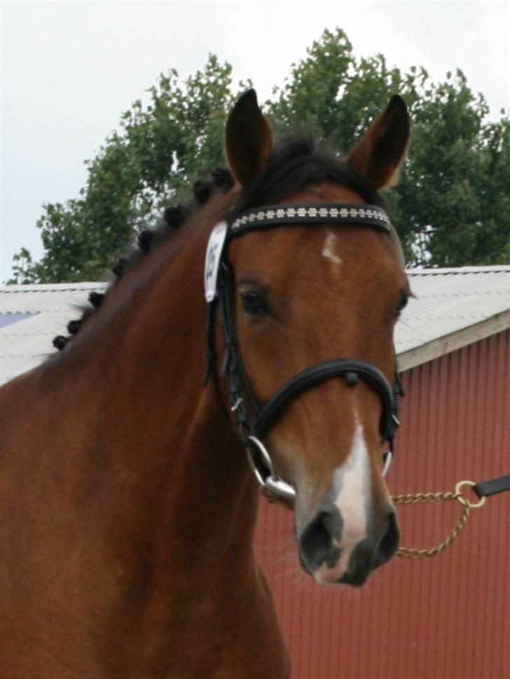 New Forest Bøgelunds Sarina NF 2078 billede 1