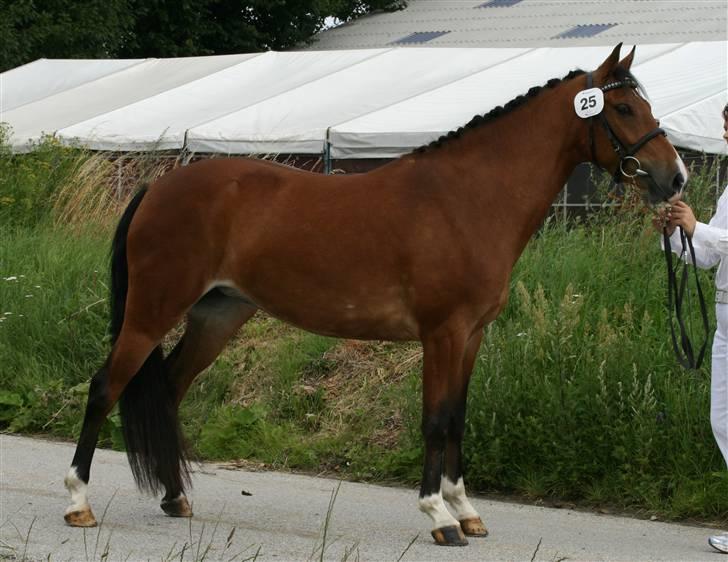 New Forest Bøgelunds Sarina NF 2078 billede 2