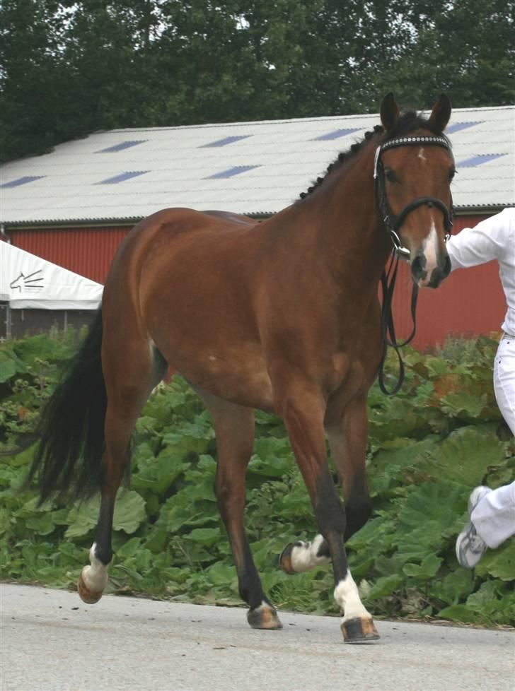 New Forest Bøgelunds Sarina NF 2078 - Mønstring fast bund, hoppekåring Fåborg, Juli-07 billede 3