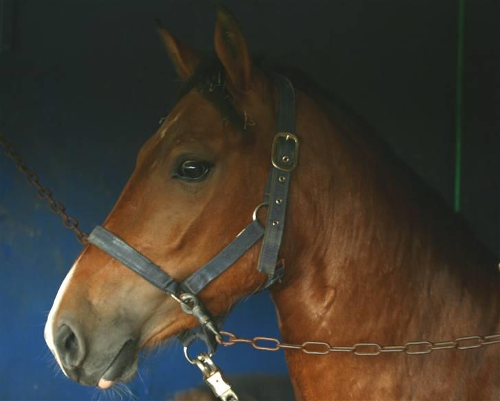 New Forest Bøgelunds Sarina NF 2078 - Sarina inde på VIR, skulle vaskes til kåring =) billede 4