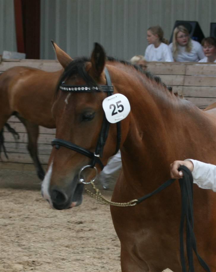 New Forest Bøgelunds Sarina NF 2078 - Oprangering, hoppekåring Fåborg, Juli-07  billede 6