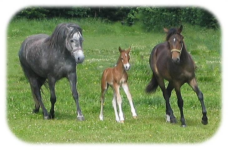 New Forest Bøgelunds Sarina NF 2078 - Baby-Sarina med mor; Isabell og storesøster; Shakira billede 8