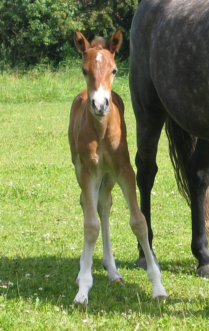 New Forest Bøgelunds Sarina NF 2078 - Baby-Sarina  billede 10