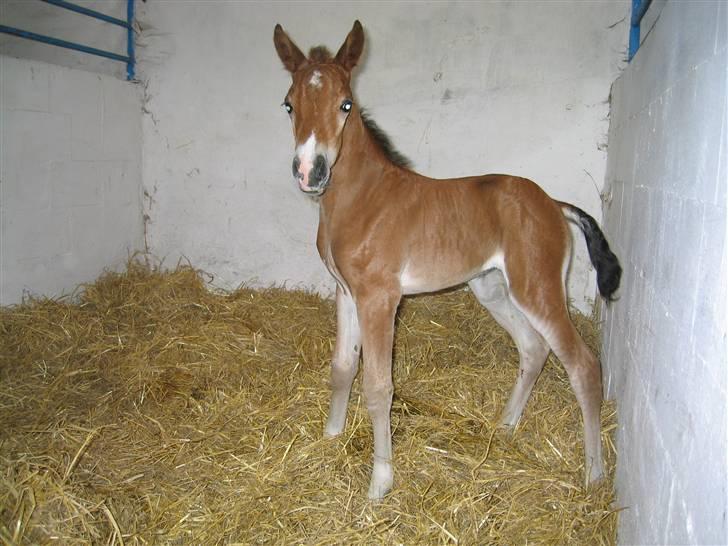 New Forest Bøgelunds Sarina NF 2078 - Nyfødt Sarina billede 11