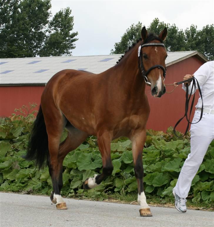 New Forest Bøgelunds Sarina NF 2078 - Mønstring fast bund, hoppekåring Fåborg, Juli-07 billede 12