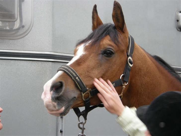 Arabisk fuldblod (OX) Brahim billede 3