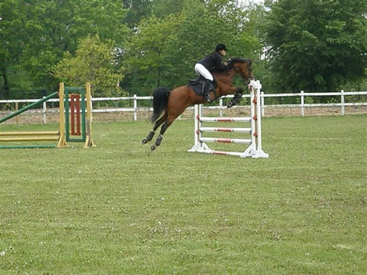 Arabisk fuldblod (OX) Brahim billede 4