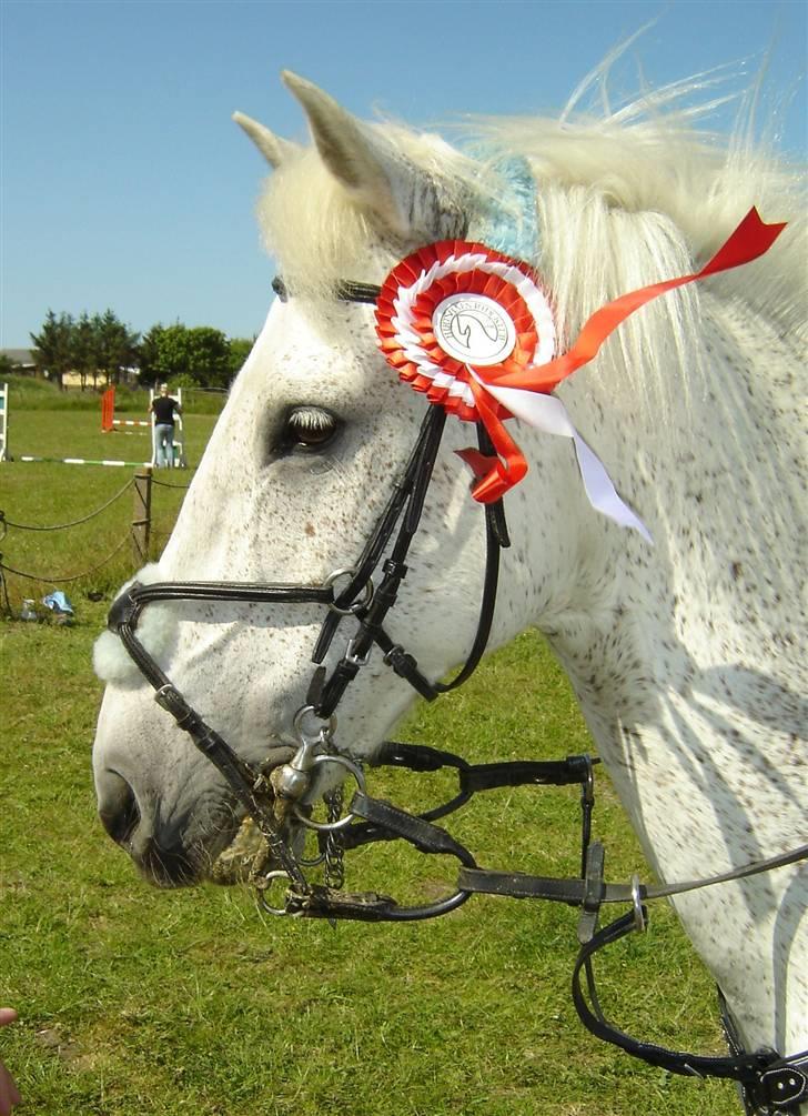 Anden særlig race IL TEMPO GIGANTE "SOLGT" -  Vi vandt højdespring(; billede 2