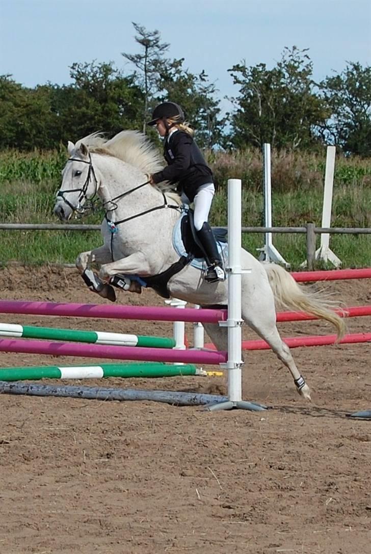 Anden særlig race IL TEMPO GIGANTE "SOLGT" - lc jokerspring.. vi vandt en 2 plads(; billede 6