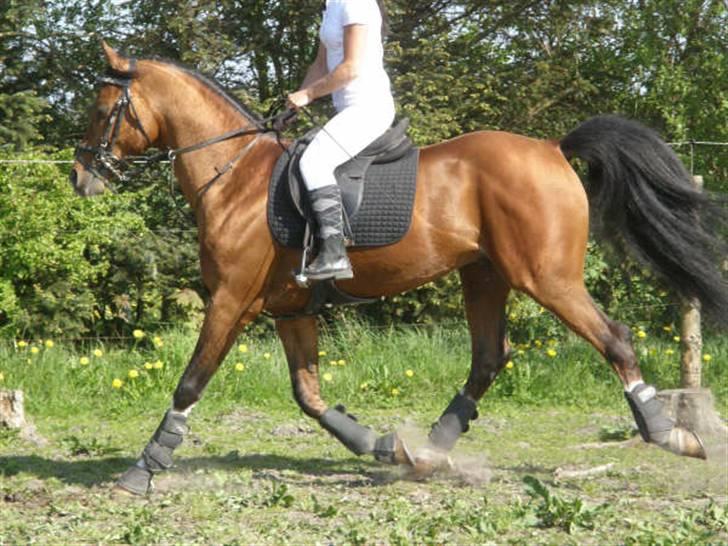 Arabisk fuldblod (OX) Brahim billede 9