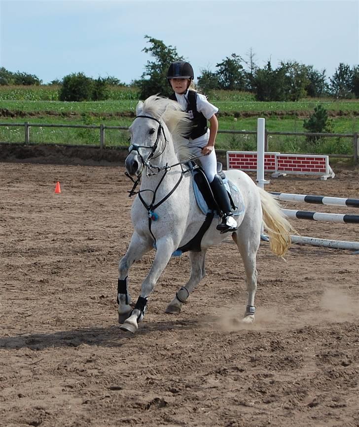 Anden særlig race IL TEMPO GIGANTE "SOLGT" -   vi vandt 1 plads(;.han var bare super(; billede 7