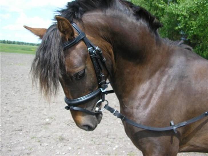 Welsh Pony (sec B) Diamant  * Solgt * billede 1